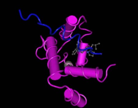 Troponin I (41-60), In vitro Produced – Clone 10C9